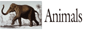 Animals